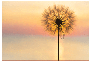 Return to Center Image: Dandelion at Sunset