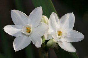 Narcissus Blossom